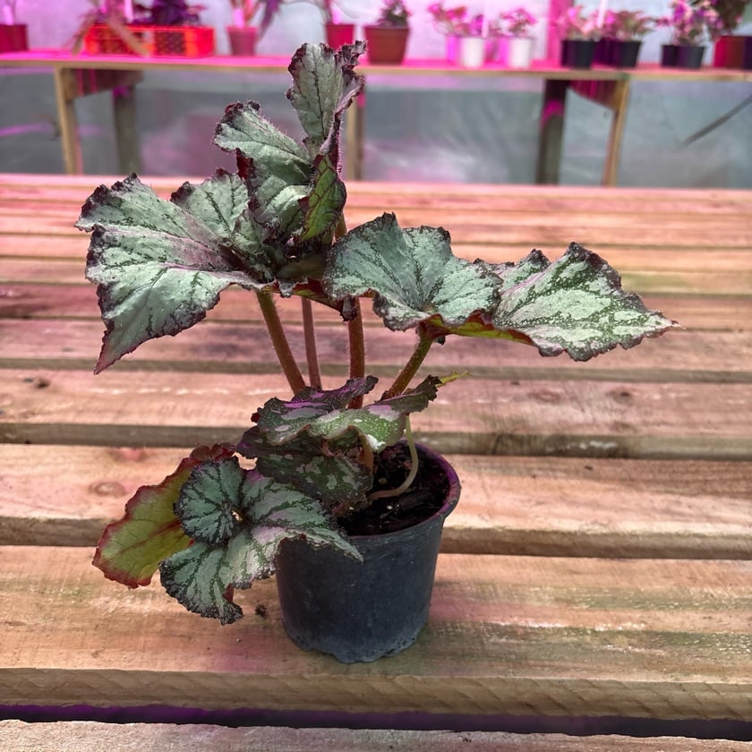 Begonia Caracol Pink