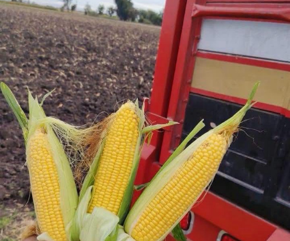 ELOTE AMARILLO *PIEZA*