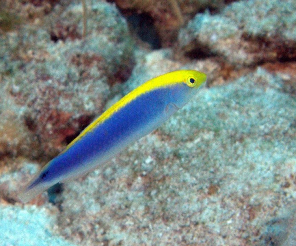 Cianocefalus Wrasse