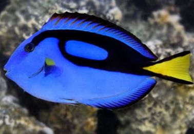 Hepatus tang M