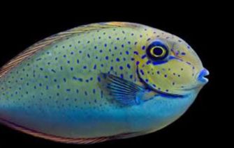 Naso Vlamings Blue Spotted Unicornfish Juvenil — SMD/MD