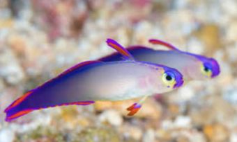 Firefish purple casal