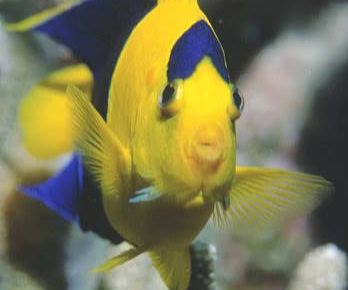 Bicolor Angelfish INDO
