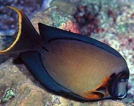 chocolate tang G