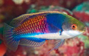 Blue-Side Wrasse Bali