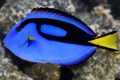 Hepatus Tang M