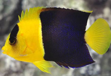 Bicolor Angelfish INDO