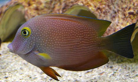 Kole tang yellow eye G