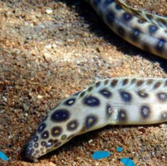 Moreia miricts