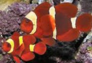 Maroon Clownfish Selvagem casal - MD/MDG