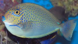 NASO Vlamings Blue Spotted Unicornfish Juvenil — SMD/MD
