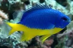 Kupang Damsel