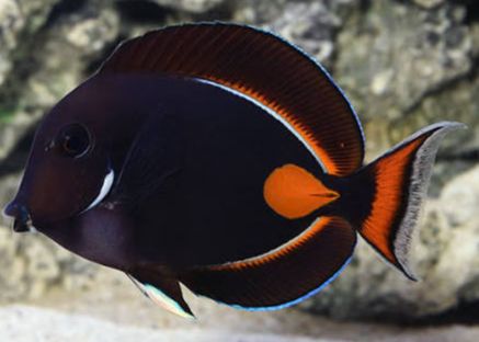 Achilles Tang Hawaii - MD