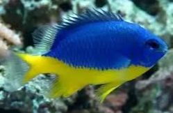 Kupang Damsel