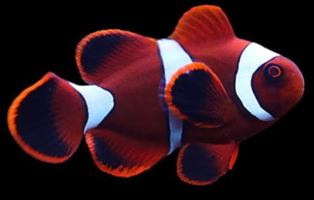 Maroon Clownfish Selvagem - MD/MDG