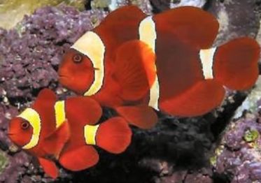 Maroon Clownfish Selvagem casal - MD/MDG