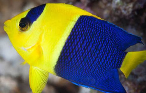 Bicolor Angelfish INDO