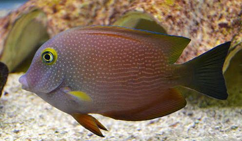 Kole tang yellow eye M