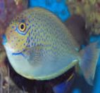Naso Vlamings Blue Spotted Unicornfish Juvenil — SMD/MD