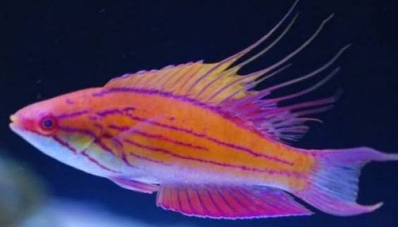 Filamented Flasher Wrasse