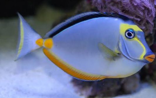 Naso Lituratus M