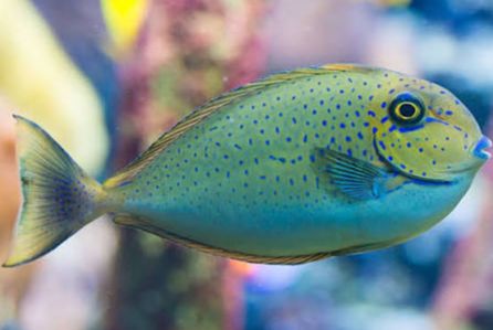 NASO Vlamings Blue Spotted Unicornfish Juvenil — SMD/MD