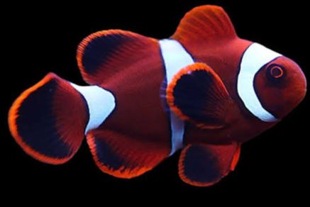 Maroon Clownfish Selvagem - MD/MDG