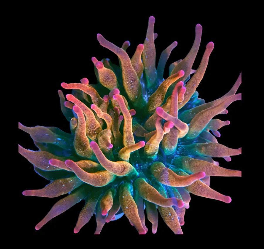 Anemona BBT Speckled Rainbow