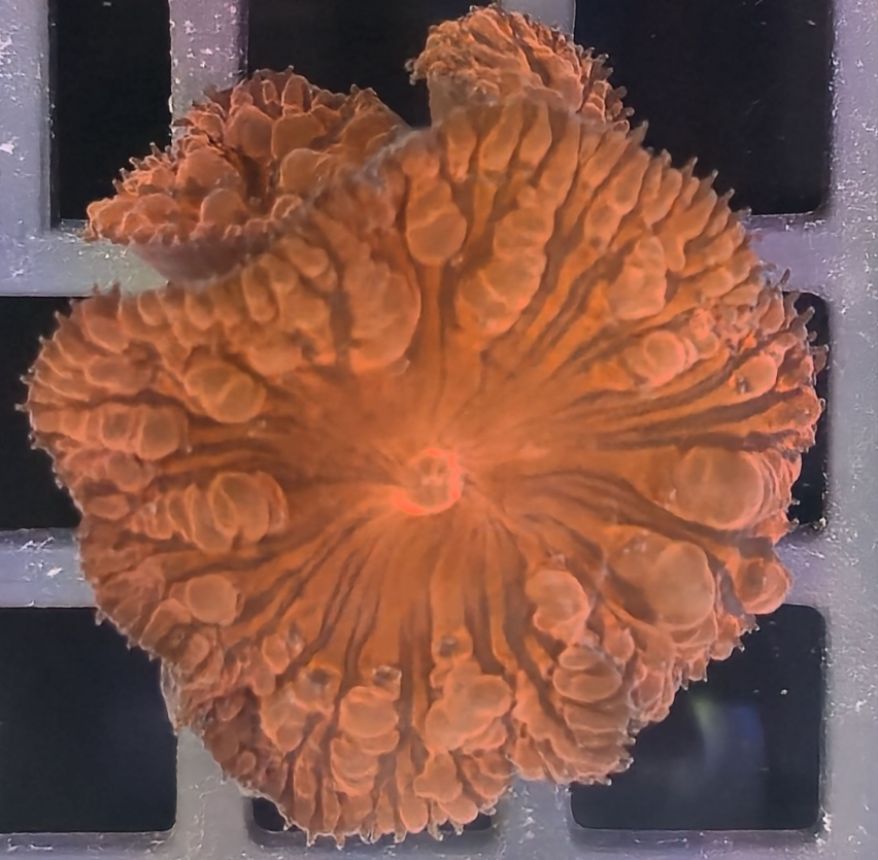 Blastomussa Welssi Red