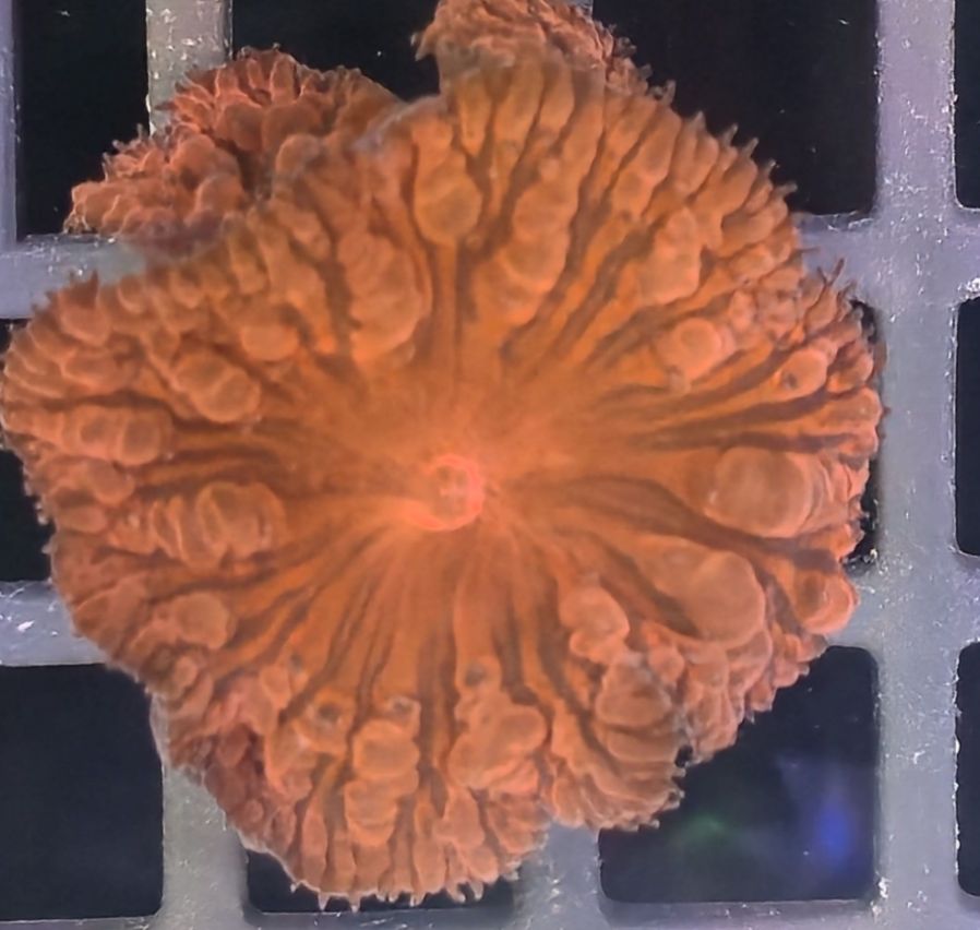 Blastomussa Welssi Red