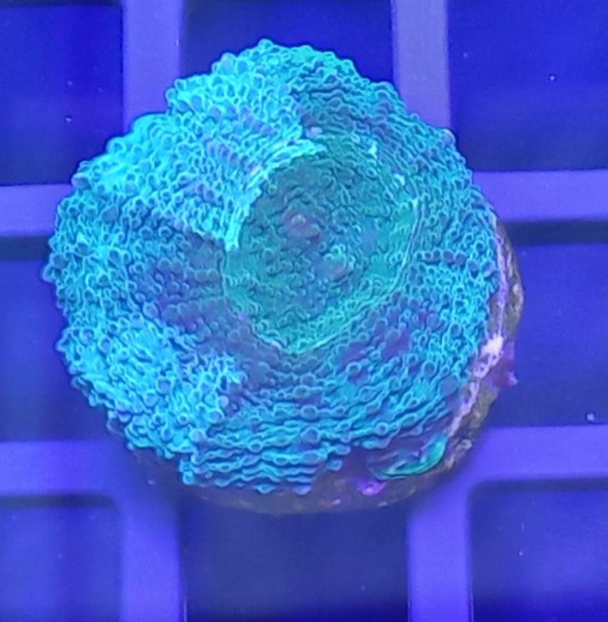 Acanthastrea Echinata Green