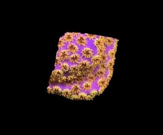 Cyphastrea Four Color
