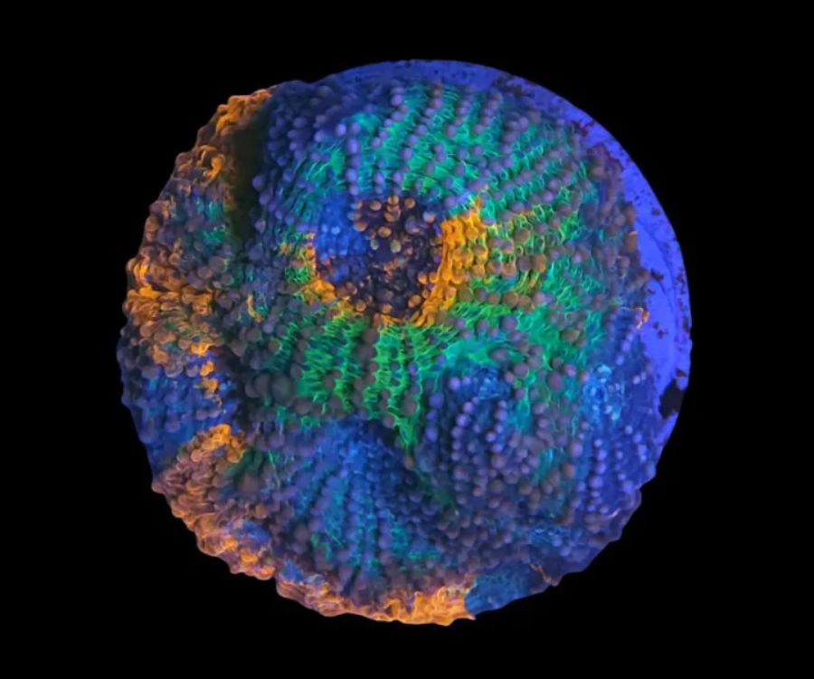 Acanthastrea Echinata Multicolor
