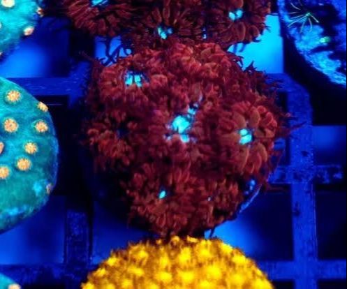 Blastomussa Merlet Centro Azul