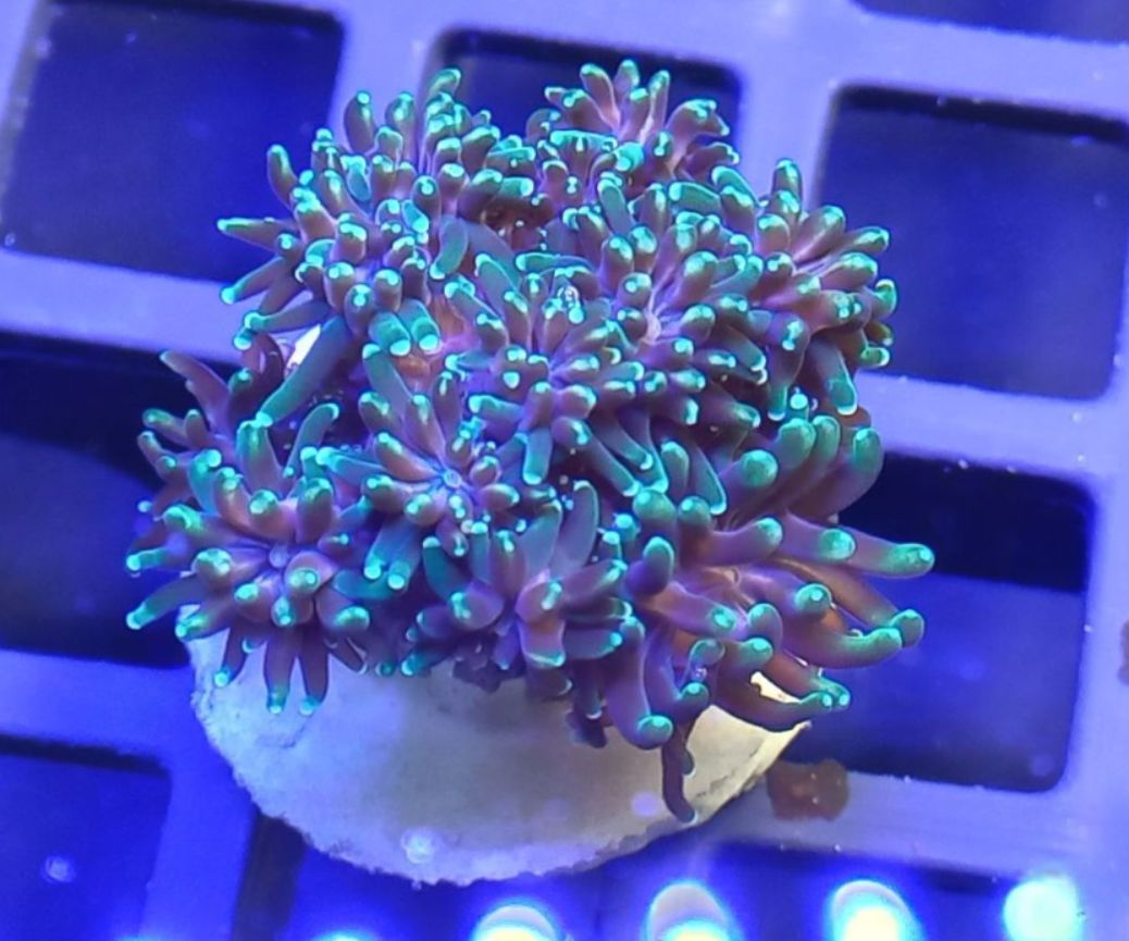 Galaxea Green