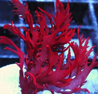 Alga Dragon Red