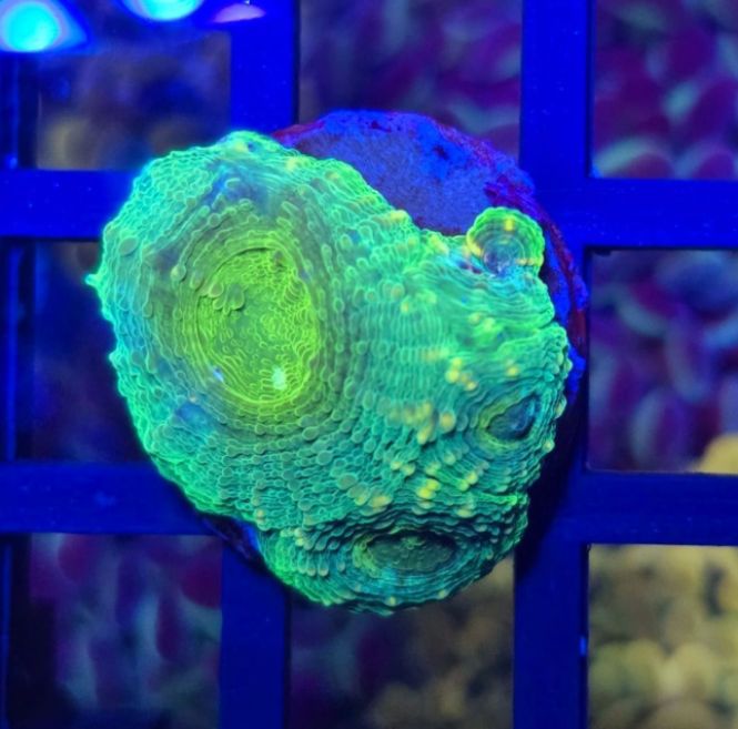 Acanthastrea Echinata Green