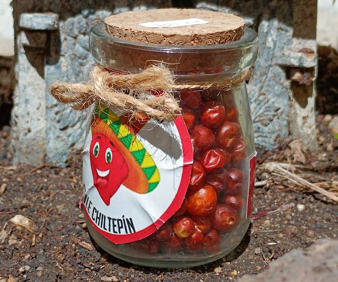Chile Chiltepin/Cultiva Ya