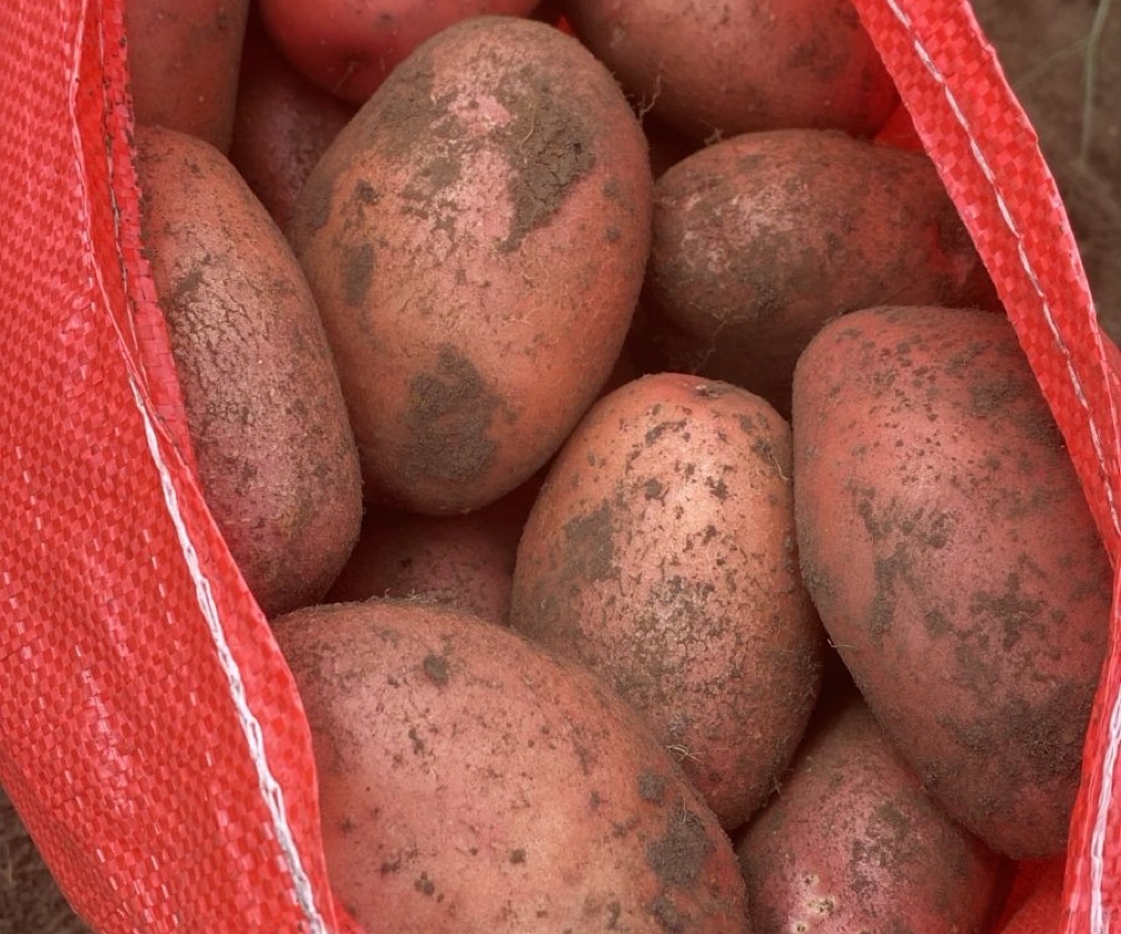 Papas coloradas Rosi