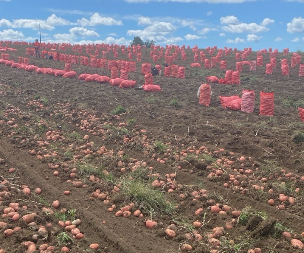 Papas coloradas Rosi