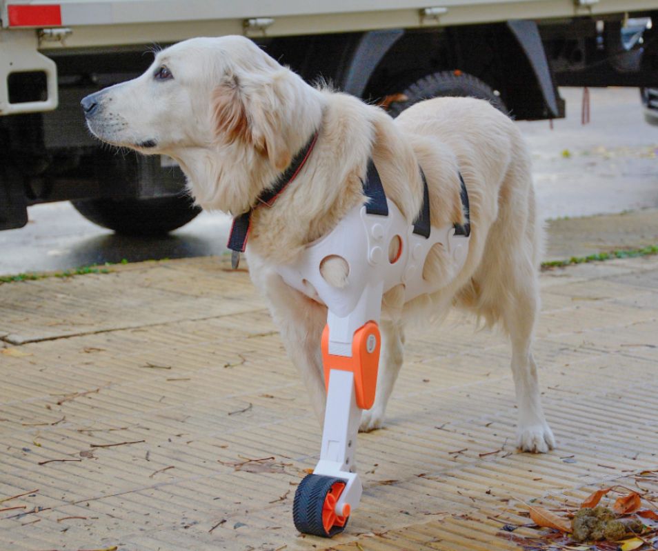 Protesis animal GRATIS 2u