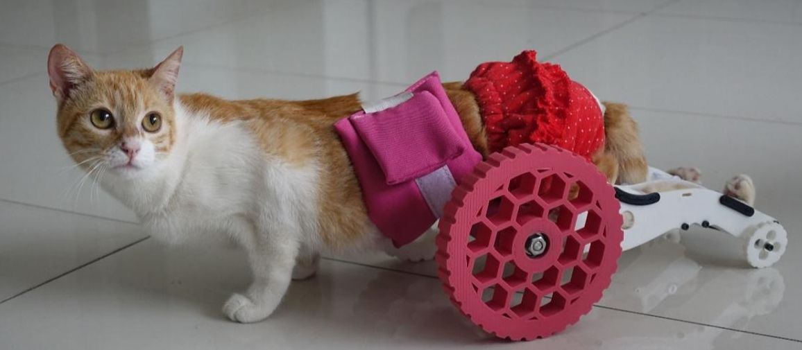 Protesis animal GRATIS 2u