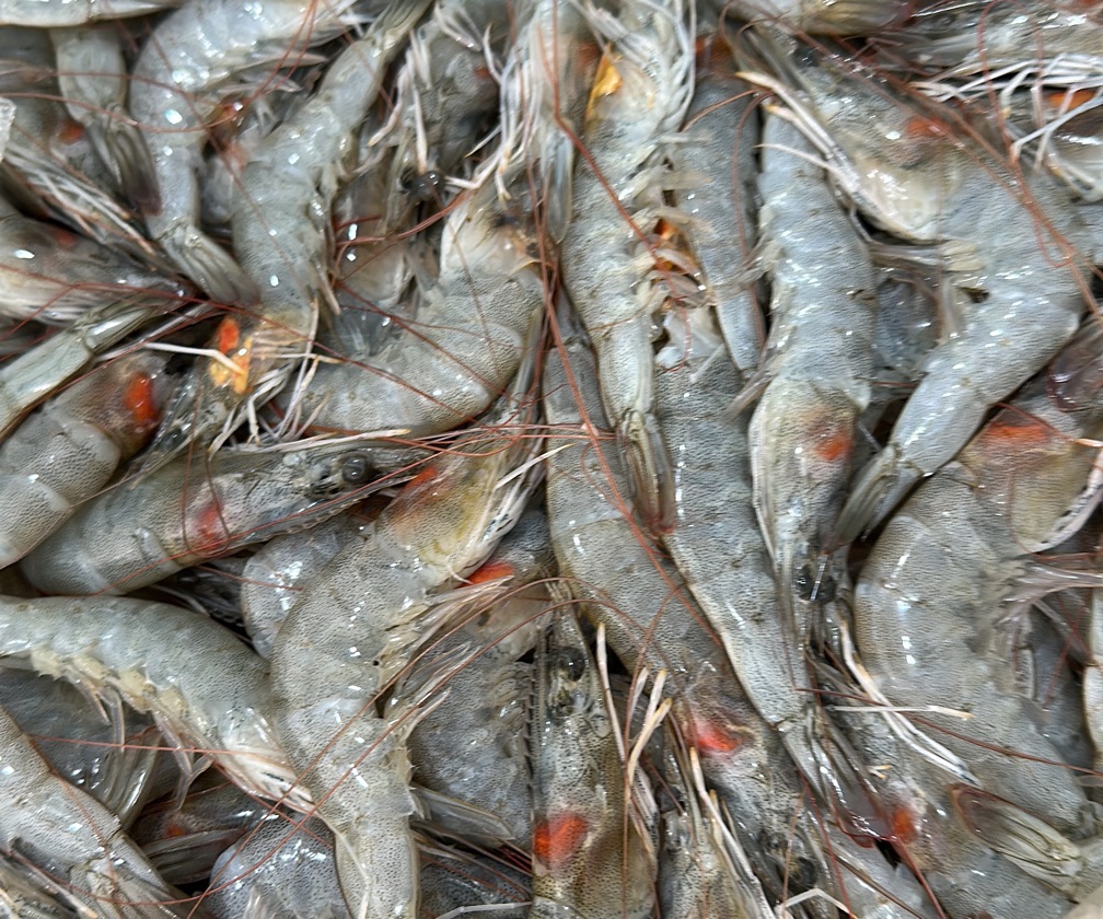 Camarão M com Casca 1 Kg